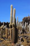 BOLIVIA 2 - Isla Los Pescados - 08